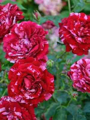 Дип Импрешн (Deep Impression)