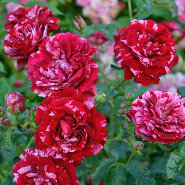 dip-impreshn.jpg Дип Импрешн (Deep Impression)