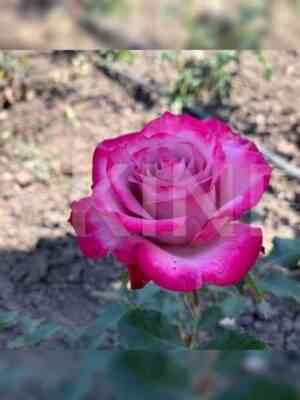 dip_perpl2.jpg Дип Перпл (Deep Purple)