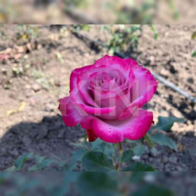 Дип Перпл (Deep Purple)