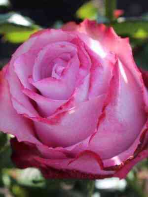 dip_voter.jpg Дип Вотер (Deep Water)