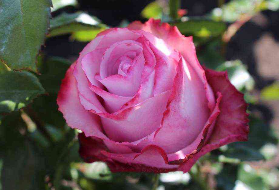 dip_voter.jpg Дип Вотер (Deep Water)