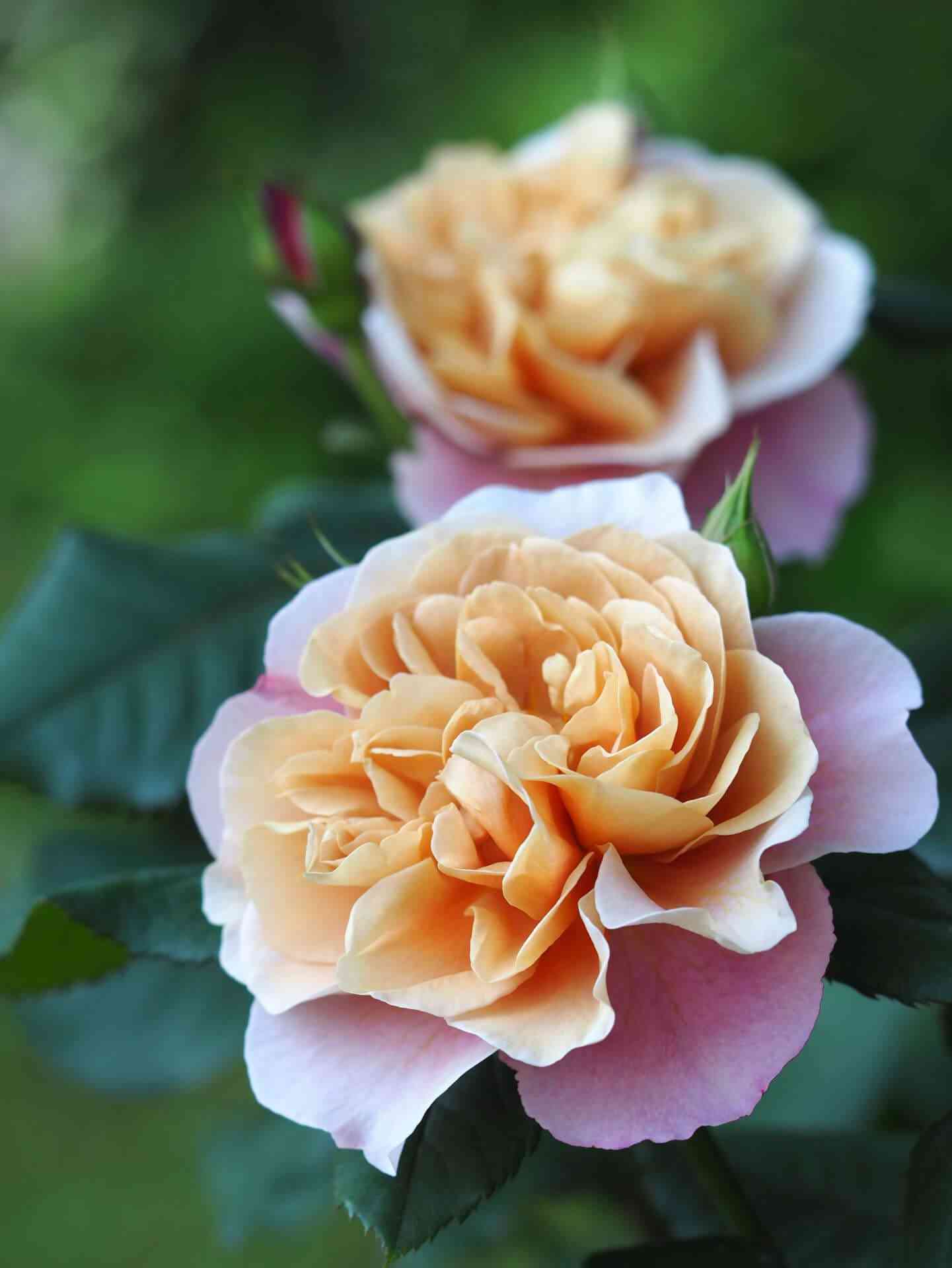 Дистант Драмс (Distant Drums)