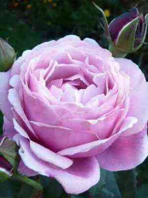 Дитер Мюллер (Dieter  Muller)