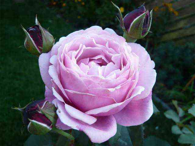 diter_myuller.jpg Дитер Мюллер (Dieter Muller)