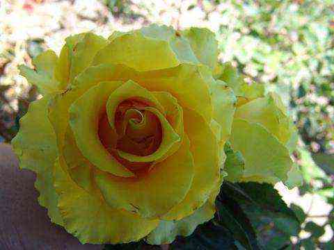 divina.jpg Дивина (Divina)