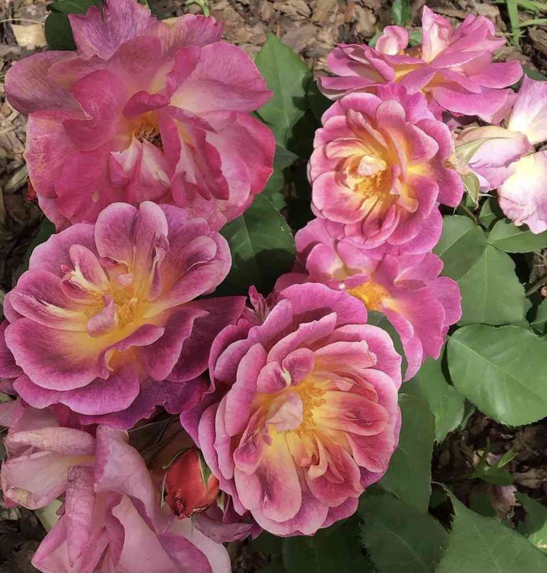 Дьяблес Де Мэрс (Diablesse De Mers)