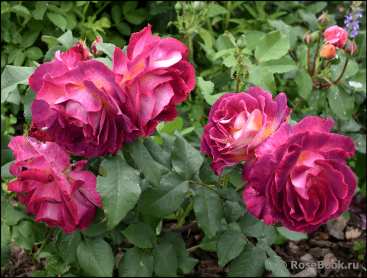 Дьяблес Де Мэрс (Diablesse De Mers)