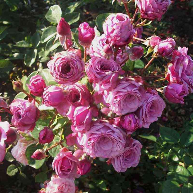 Дьюранс Ансьон (Durance Ancian)