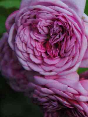 Дьюранс Ансьон (Durance Ancian)