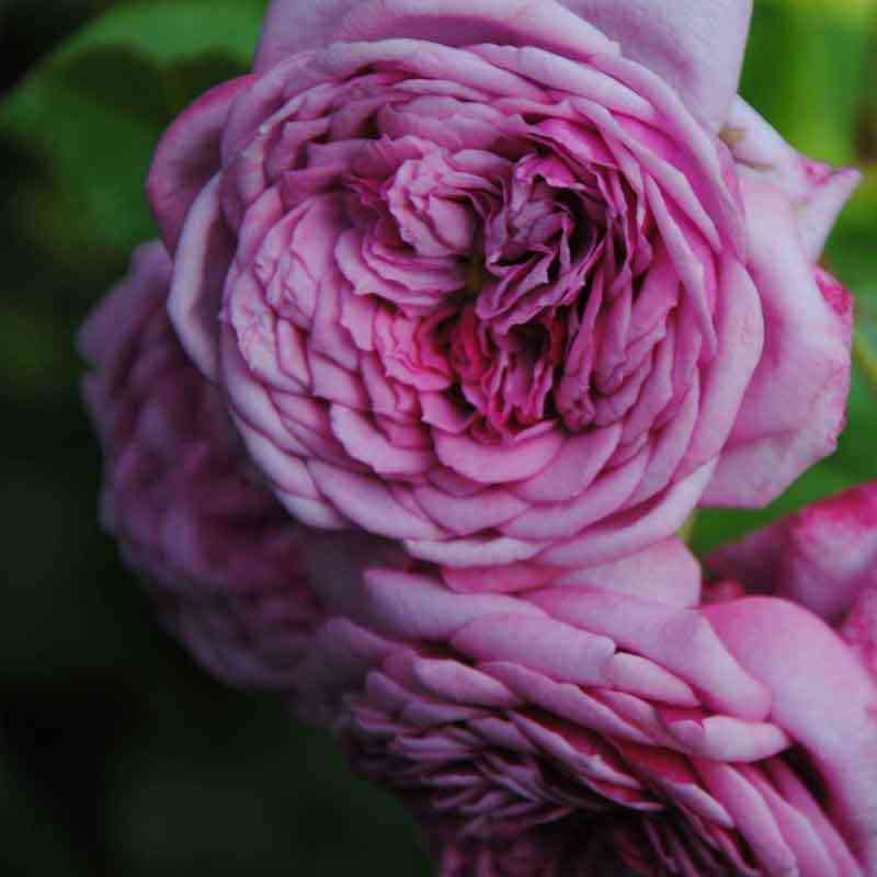 Дьюранс Ансьон (Durance Ancian)