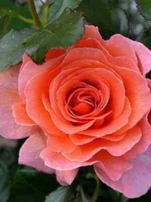 doktordzho_dr_jo_optimized.jpg Доктор Джо (Dr. Jo)