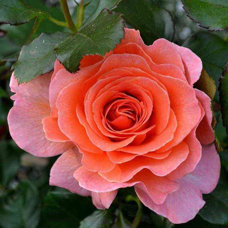 Доктор Джо (Dr. Jo)