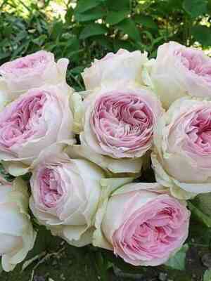 dol_che_sammerhaus.jpg Дольче Саммерхаус (Dolce Summerhouse)