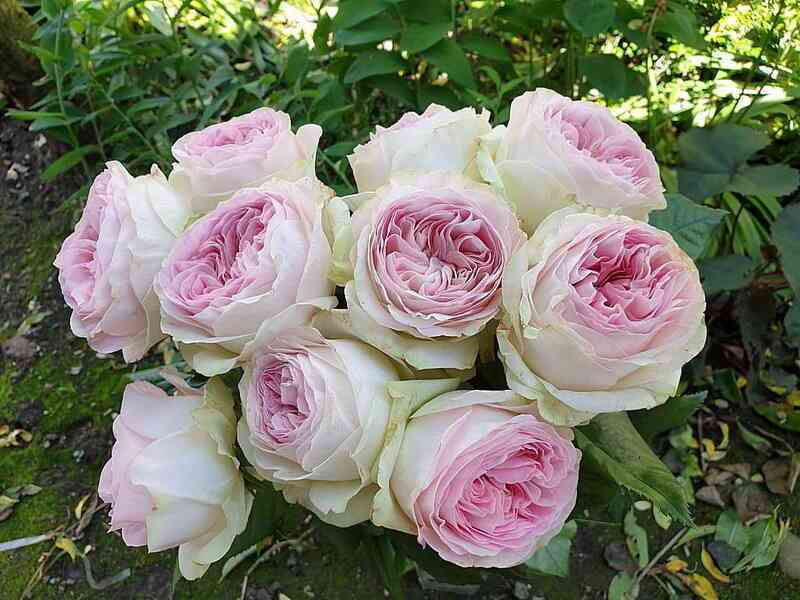 dol_che_sammerhaus.jpg Дольче Саммерхаус (Dolce Summerhouse)