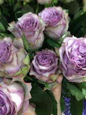 dol_cheto.jpg Дольчетто (Dolcetto)