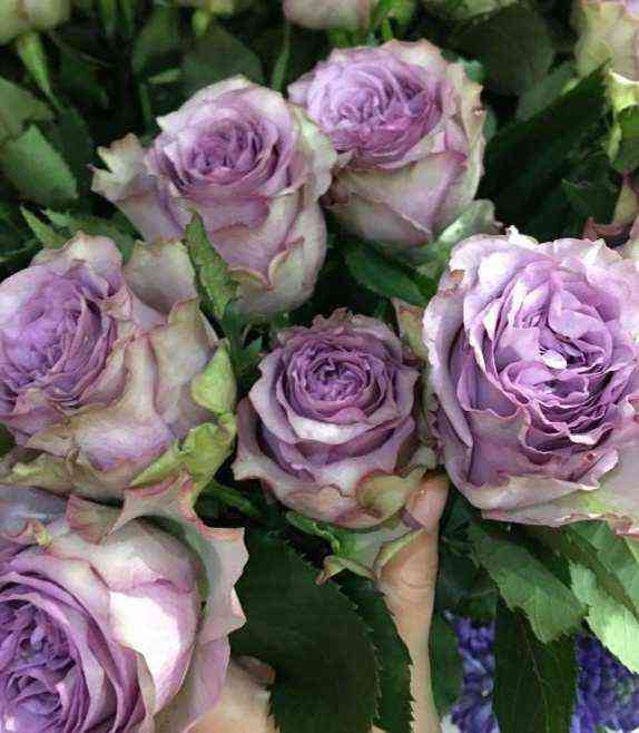 Дольчетто (Dolcetto)