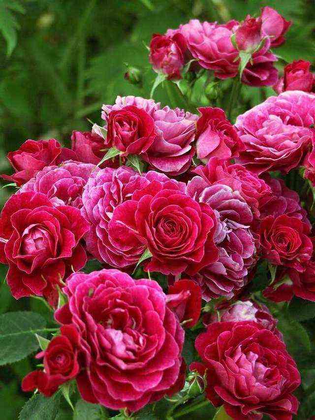 domende_san_zhande.jpg Доменде Сан Жанде Борегар (Domainese St Jean de Beauregard)