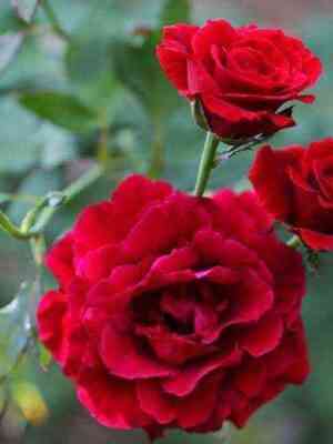 Дон Жуан (Don Juan)