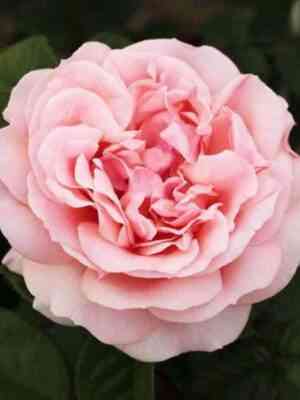 donatela_optimized.jpg Донателла (Donatella)