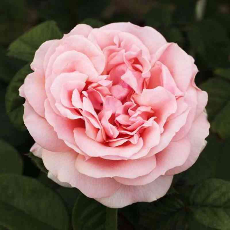 donatela_optimized.jpg Донателла (Donatella)