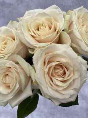 dorchester.jpg Дорчестер (Dorchester)