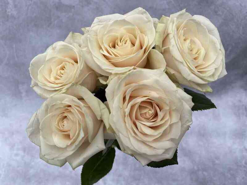 Дорчестер (Dorchester)