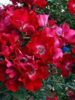 Дортмунд (Dortmund)