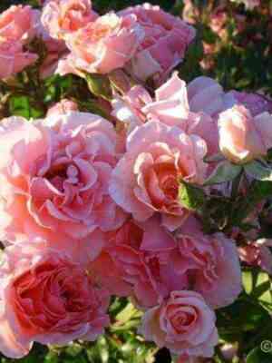 Дрим Вивер (Dream Weaver)