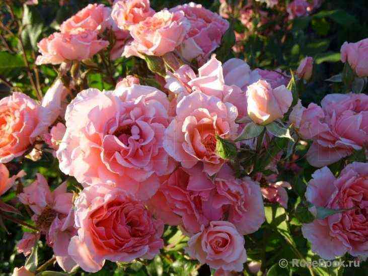 drim_viver.jpg Дрим Вивер (Dream Weaver)