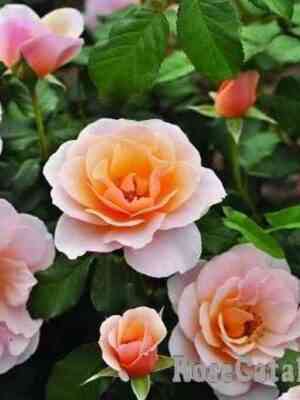 Дрина Река (Drina Reka)