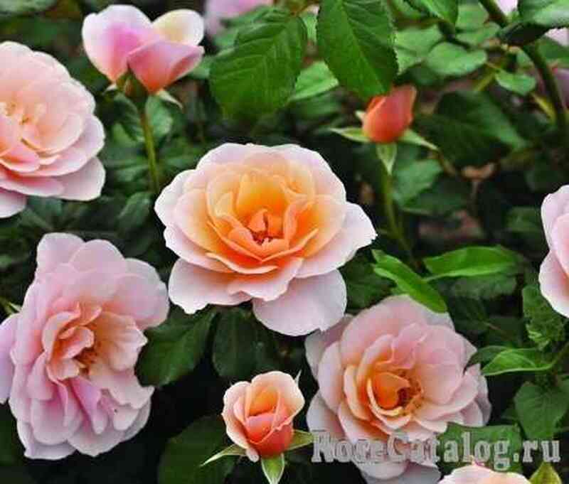 Дрина Река (Drina Reka)