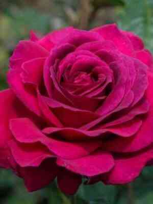 duftraush.jpg Дуфтрауш (Duftrausch)