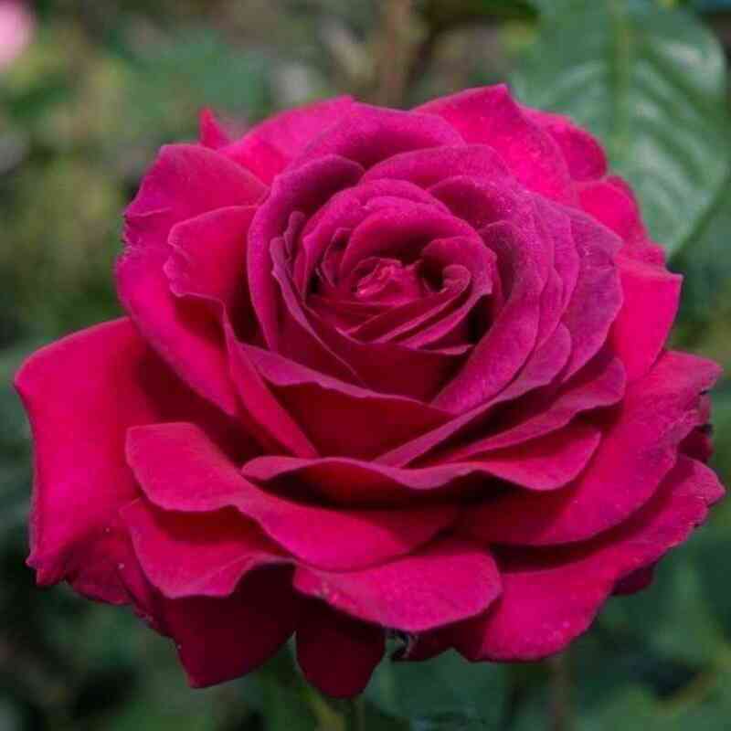 duftraush.jpg Дуфтрауш (Duftrausch)