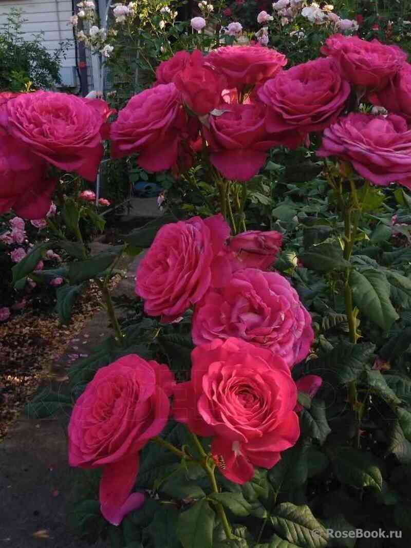 duftraush1.jpg Дуфтрауш (Duftrausch)