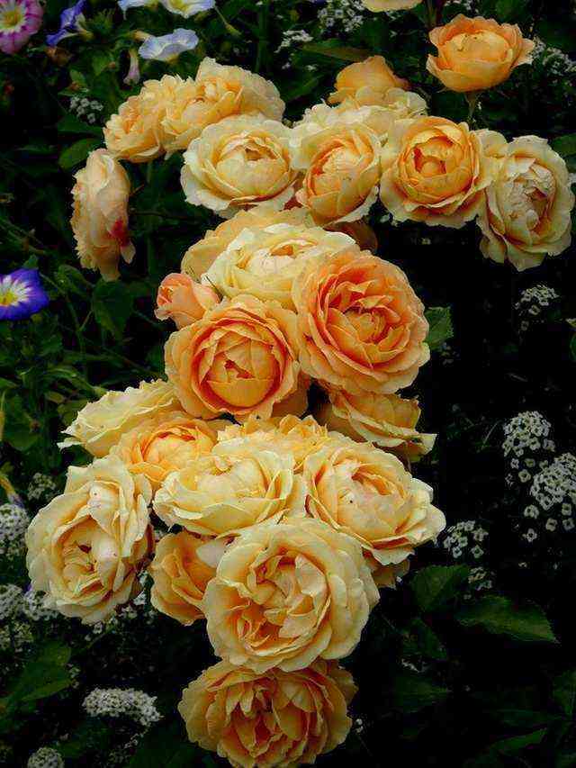 Дольче Вита 1 (Dolce Vita 1)