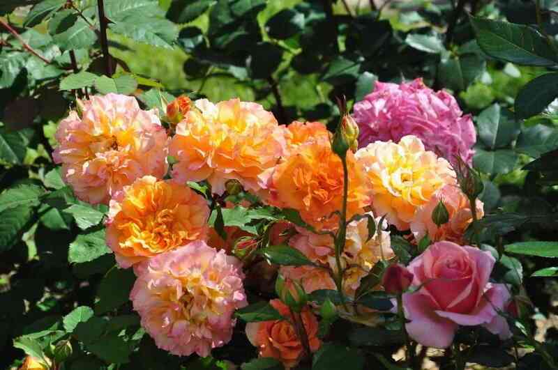 dumen-di-fronshtad.jpg Думэн Сэн-Жак дю Кулубрийе (Domaine Saint Jacques du Couloubrier)