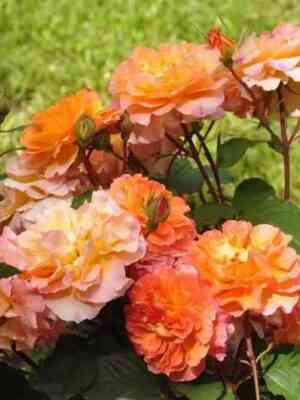 Думэн Сэн-Жак дю Кулубрийе (Domaine Saint Jacques du Couloubrier)