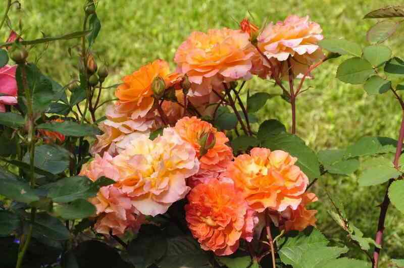 dumen-di-fronshtad1.jpg Думэн Сэн-Жак дю Кулубрийе (Domaine Saint Jacques du Couloubrier)