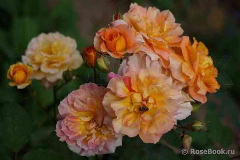 dumen-di-fronshtad2.jpg Думэн Сэн-Жак дю Кулубрийе (Domaine Saint Jacques du Couloubrier)