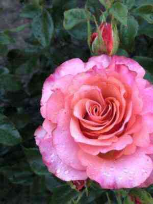 dzhalah.jpg Джалах (Jalah)