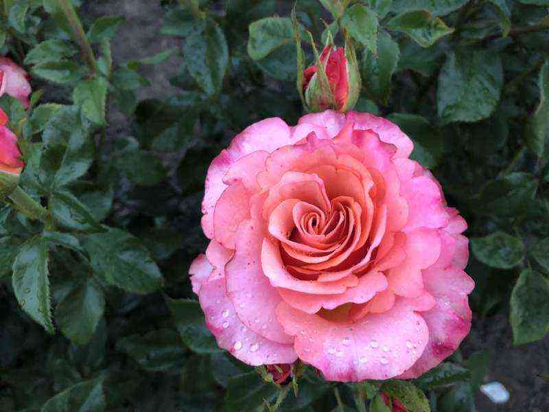 Джалах (Jalah)