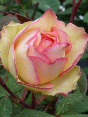 Джалита (Jalitah)