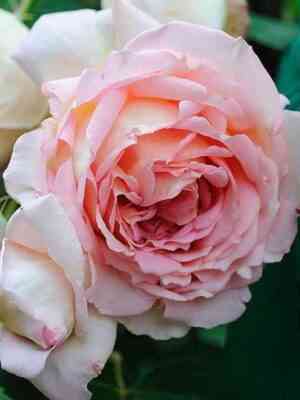 Джанет (Janet)