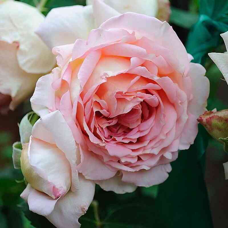 Джанет (Janet)