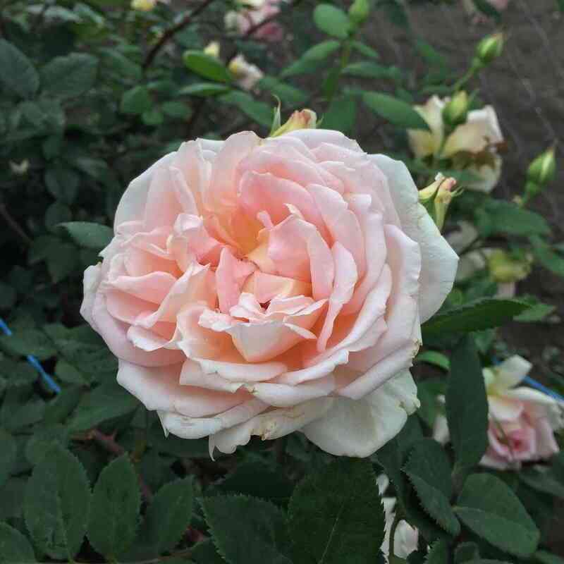 Джанет (Janet)