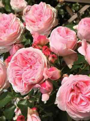 Джардина (Giardina)