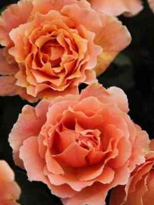 Джаст Джой (Just Joey)