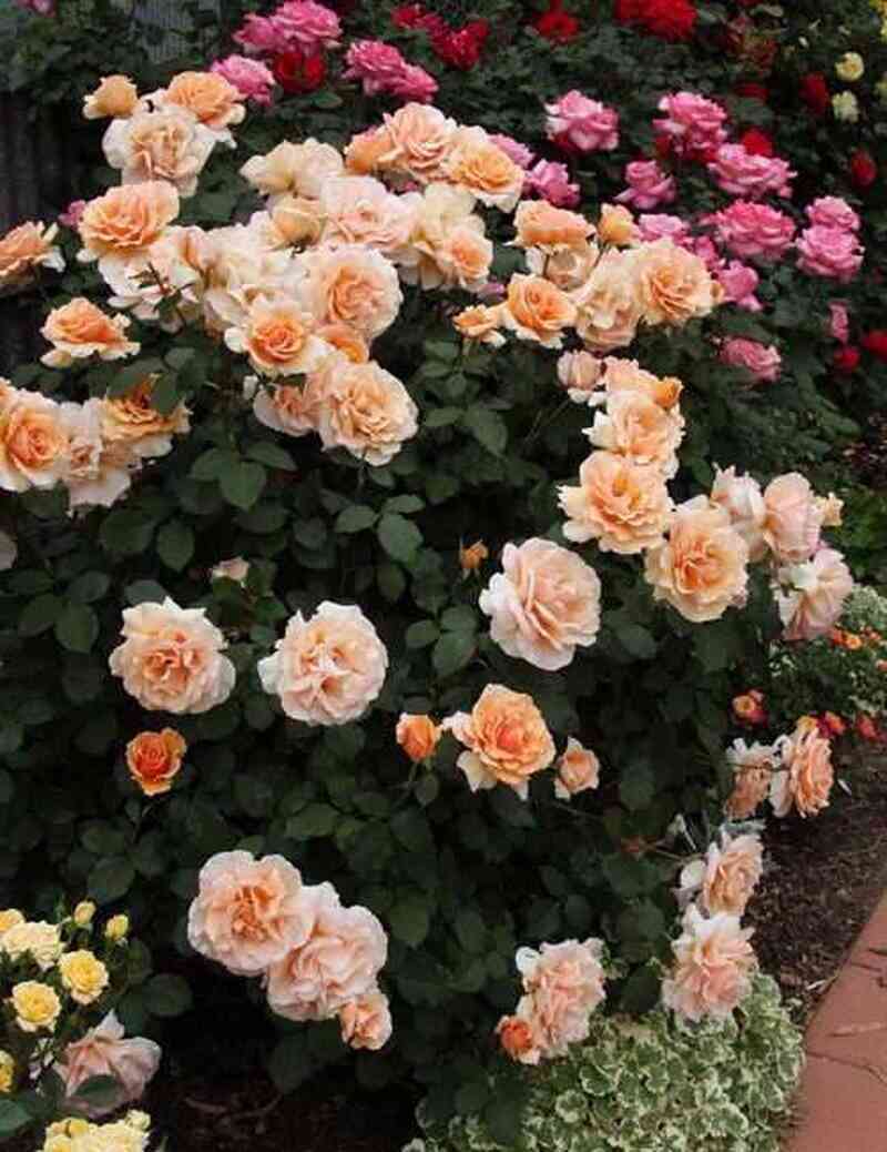 Джаст Джой (Just Joey)