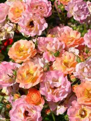 dzhaz.jpg Джаз (Jazz)